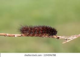 Attēlu rezultāti vaicājumam “Phragmatobia fuliginosa larva”