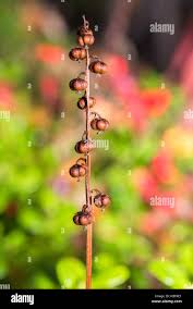 Attēlu rezultāti vaicājumam “Pyrolaceae”
