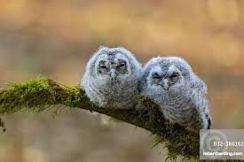 Attēlu rezultāti vaicājumam “Strix aluco juvenile”