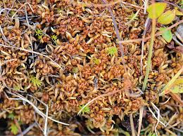 Attēlu rezultāti vaicājumam “Jungermannia sphaerocarpa”