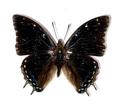 Attēlu rezultāti vaicājumam “Nymphalidae”