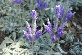 Attēlu rezultāti vaicājumam “Veronica spicata leaf”