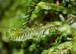 Attēlu rezultāti vaicājumam “Plagiochila asplenioides”