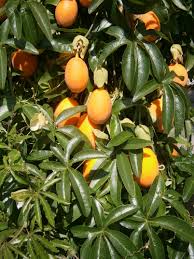 Attēlu rezultāti vaicājumam “Molinia caerulea fruit”