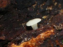 Attēlu rezultāti vaicājumam “Hymenoscyphus imberbis”