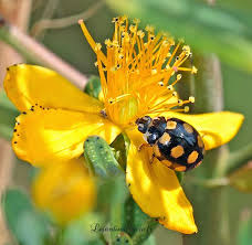 Attēlu rezultāti vaicājumam “Coccinula quatuordecimpustulata”