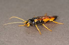 Attēlu rezultāti vaicājumam “Acantholyda erythrocephala”