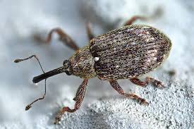 Attēlu rezultāti vaicājumam “Anthonomus pomorum”