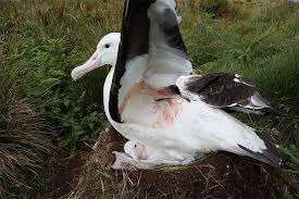 Image result for albatross dead chick