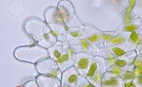 Attēlu rezultāti vaicājumam “Anthocerotopsida”