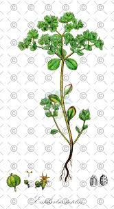 Attēlu rezultāti vaicājumam “Euphorbia palustris fruit”