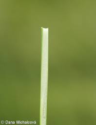 Attēlu rezultāti vaicājumam “Juncus conglomeratus”