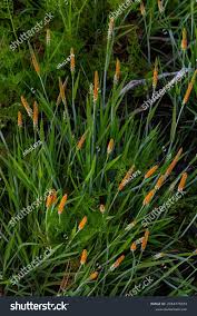Attēlu rezultāti vaicājumam “Alopecurus aequalis flower”