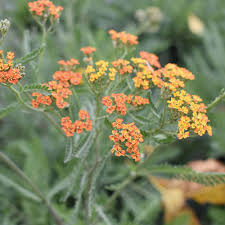Attēlu rezultāti vaicājumam “Achillea salicifolia leaf”
