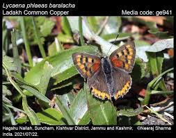 Attēlu rezultāti vaicājumam “Lycaena phlaeas”