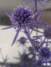 Image result for Eryngium `Blue Hobbit`