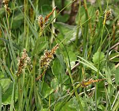 Attēlu rezultāti vaicājumam “Blysmus compressus”