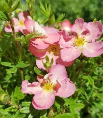 Attēlu rezultāti vaicājumam “Pentaphylloides fruticosa flower”