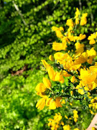 Attēlu rezultāti vaicājumam “Caragana arborescens flower”