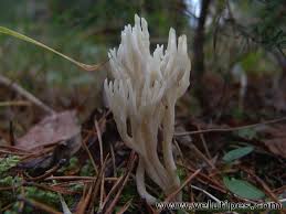 Attēlu rezultāti vaicājumam “Ramariopsis kunzei”