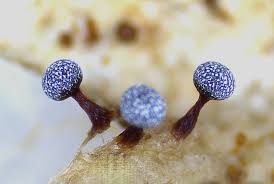 Attēlu rezultāti vaicājumam “Physarum ovisporum spores”