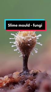 Attēlu rezultāti vaicājumam “Trichia sp.”