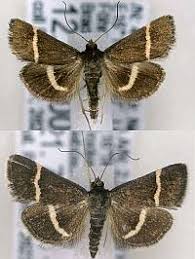 Attēlu rezultāti vaicājumam “Pyrausta cingulata”