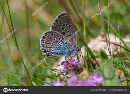 Attēlu rezultāti vaicājumam “Maculinea alcon female”