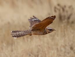 Image result for Caprimulgus ruficollis