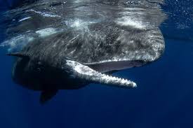Image result for Physeter macrocephalus