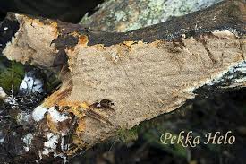 Attēlu rezultāti vaicājumam “Asterodon ferruginosus”