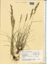 Attēlu rezultāti vaicājumam “Poa angustifolia”