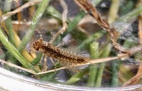 Attēlu rezultāti vaicājumam “Leptophlebia nebulosa”