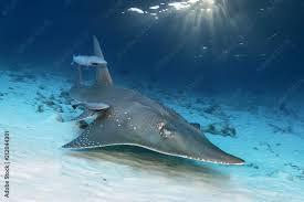 Image result for Rhynchobatus djiddensis