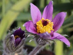 Image result for Kuhschelle