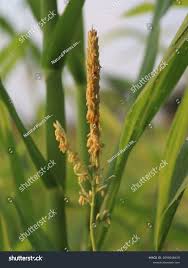 Attēlu rezultāti vaicājumam “Zea mays male flower”