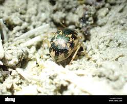 Attēlu rezultāti vaicājumam “Omophron limbatum”