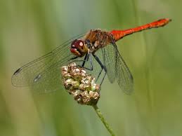 Attēlu rezultāti vaicājumam “Sympetrum sanguineum”