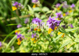 Attēlu rezultāti vaicājumam “Melampyrum nemorosum flower”
