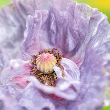 Image result for Papaver rhoeas 'Shirley'