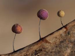 Attēlu rezultāti vaicājumam “Physarum conglomeratum sessile”