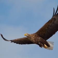 Image result for Haliaeetus albicilla