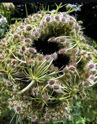 Attēlu rezultāti vaicājumam “Daucus carota subsp. carota flower”
