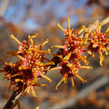 Attēlu rezultāti vaicājumam “Hamamelis vernalis flower”