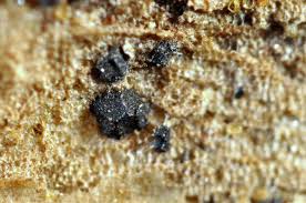 Attēlu rezultāti vaicājumam “Licea chelonoides macro”