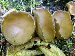 Attēlu rezultāti vaicājumam “Helvella acetabulum”