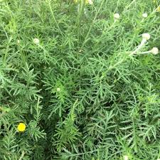 Image result for Färberkamille