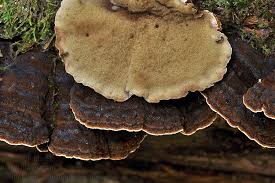 Attēlu rezultāti vaicājumam “Ischnoderma benzoinum”