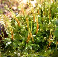 Attēlu rezultāti vaicājumam “Plagiomnium undulatum sporophyte”