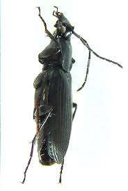 Attēlu rezultāti vaicājumam “Limodromus assimilis”